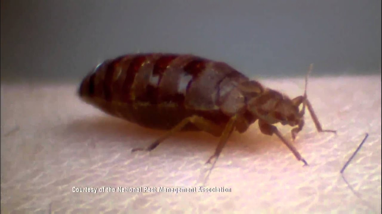 Bed Bug In Action - YouTube