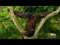 Wild Wives of Africa - Bonobo Love