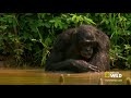 Wild Wives of Africa - Bonobo Love