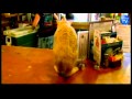 It's a Cat! It's a Mayor! No, It's Stubbs, Alaska's Cat Mayor