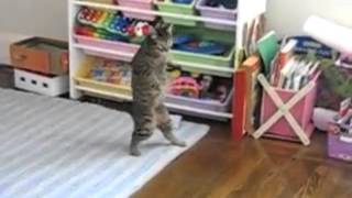 Cats Standing and Walking on Two Legs