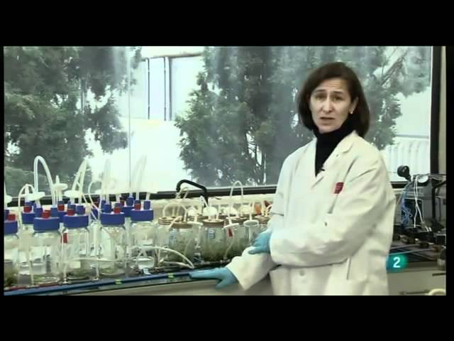 Clonación vegetal, la conservación de especies. EFEverde