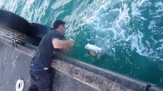 Espectacular captura de pez a mano