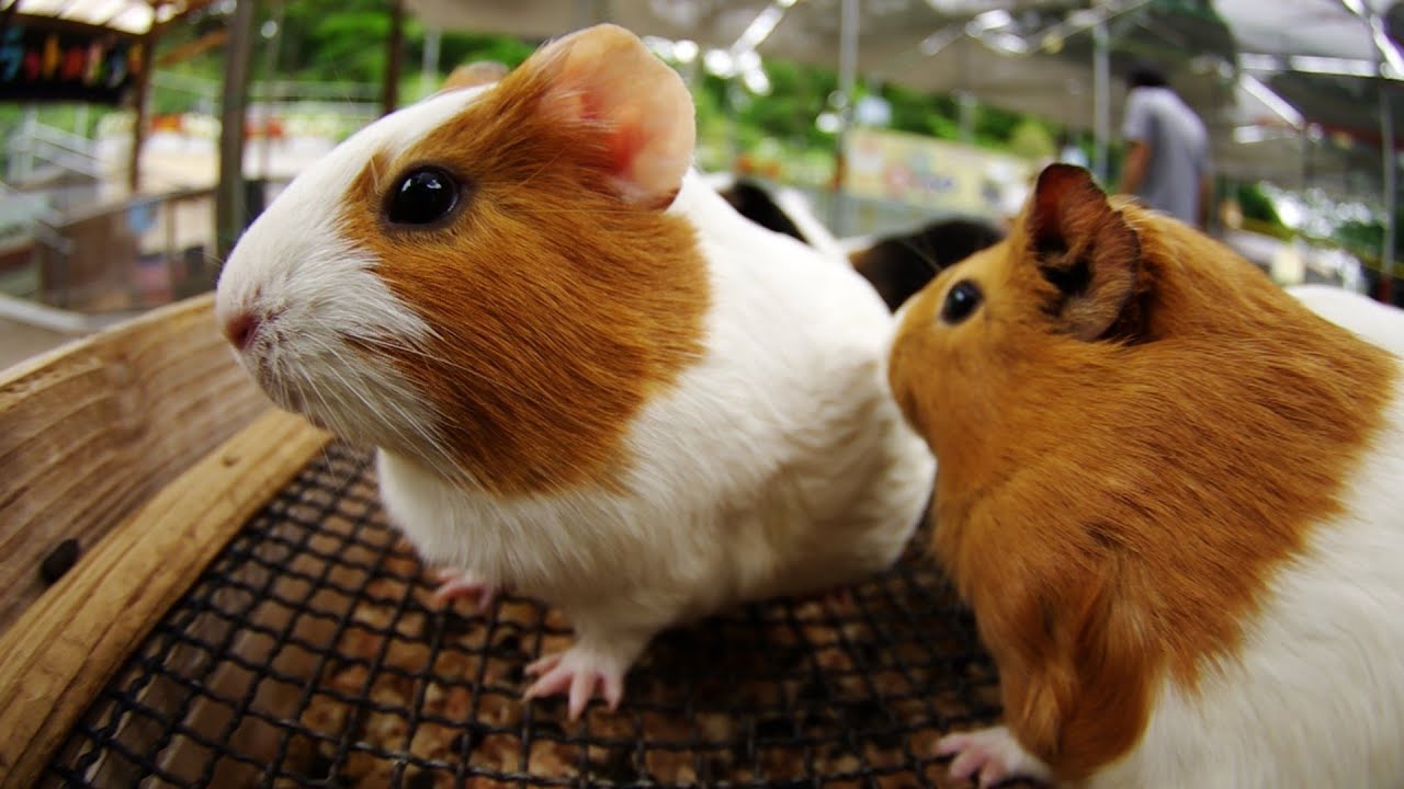 Cute lovely guinea pig - YouTube