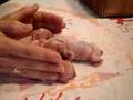 3 Day Old Bunnies