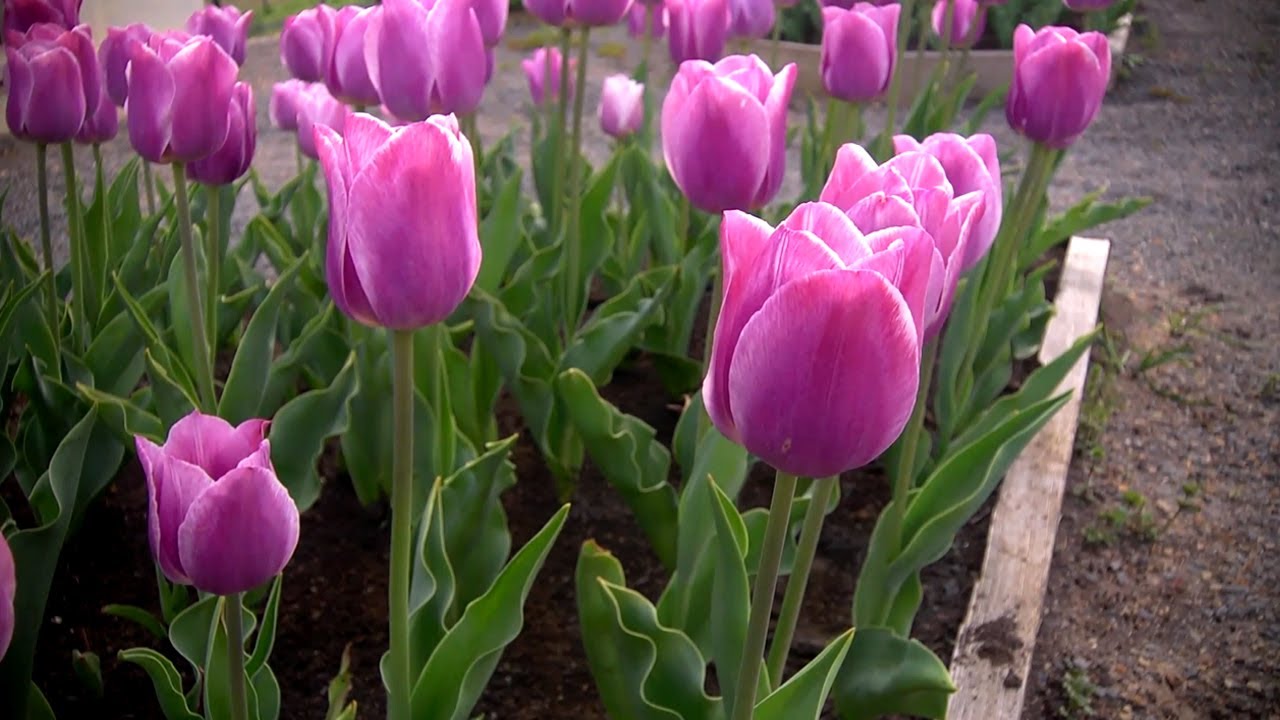 How to Grow Tulips | At Home With P. Allen Smith - YouTube