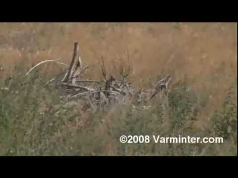 Ground Squirrel Hunt with 5mm Centurion Remington Rimfire Magnum Ammunition - II