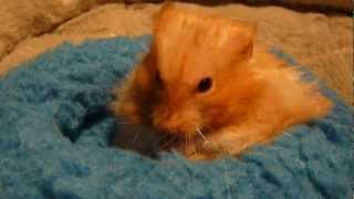 Cute Golden Hamster