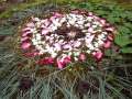 6th Grade Andy Goldsworthy Project