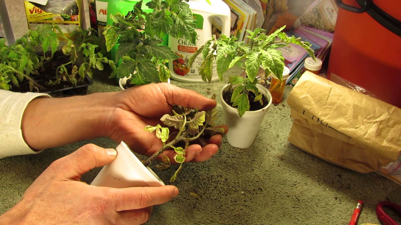 fertilize tomato seedlings