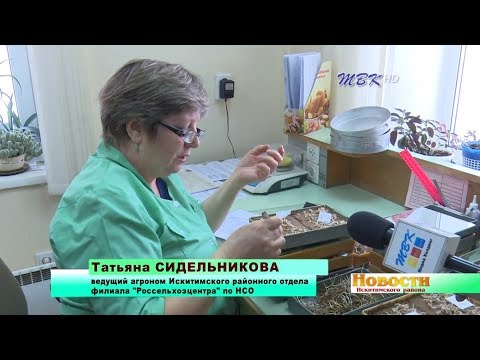 Специалисты «Россельхозцентра» завершают работу по проверке семян