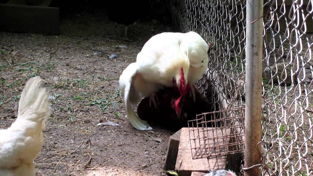 Chicken mating - YouTube