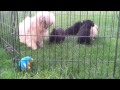 Les bébés le 09 08 2014