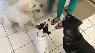 Test 3: Zoey AND Marley BOTH Meet Chico