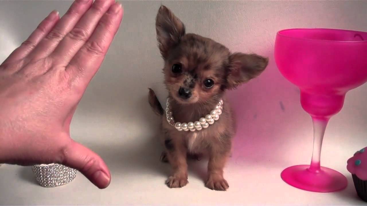 micro pocket puppies micro teacup chihuahua puppies micro pocket puppies micro teacup chihuahua puppies