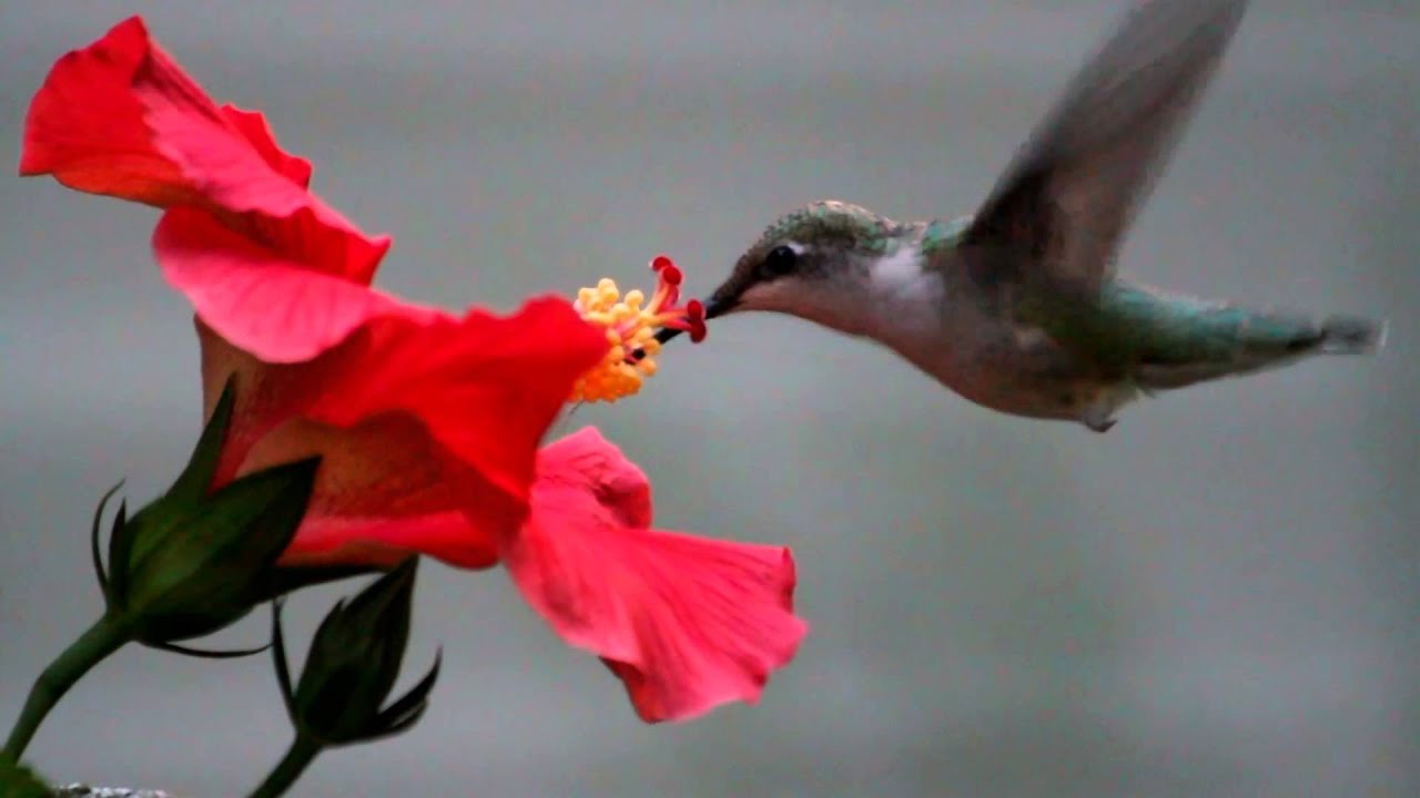 Hummingbird eating from a flower YouTube
