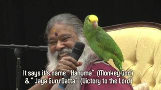 Amazon Parrot Hanuma talks instantly with Swamiji in front of thousands