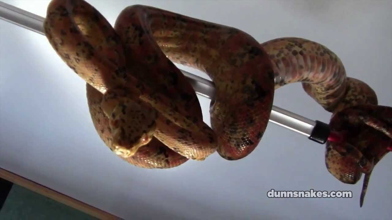 ... Carpet Python, Naissance bci, Python vert - Capsule #04 - YouTube