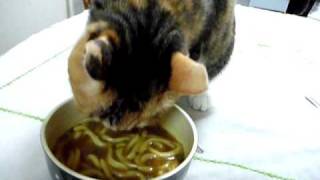 カレーうどんと闘うネコ