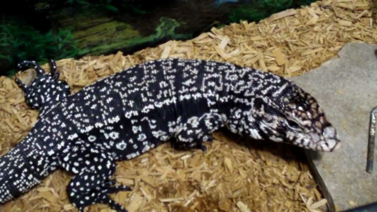 Argentine Black and White Tegu - YouTube