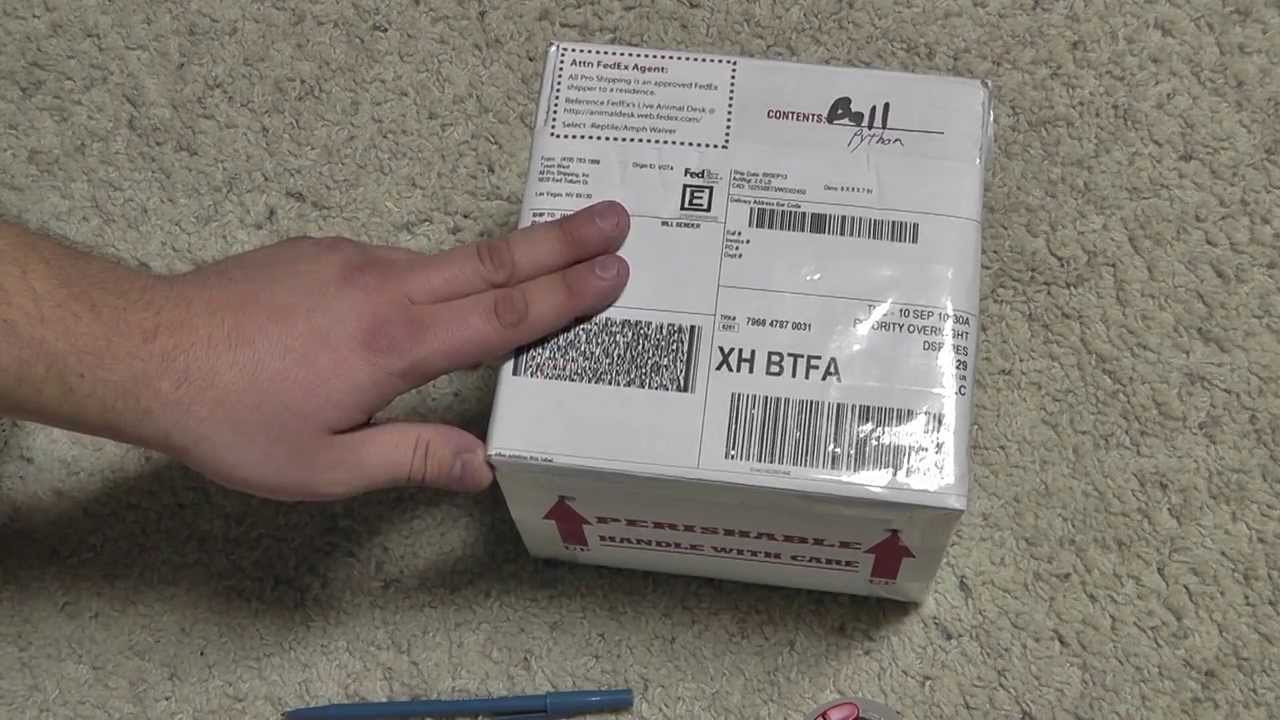 How I Pack and Ship Snakes YouTube