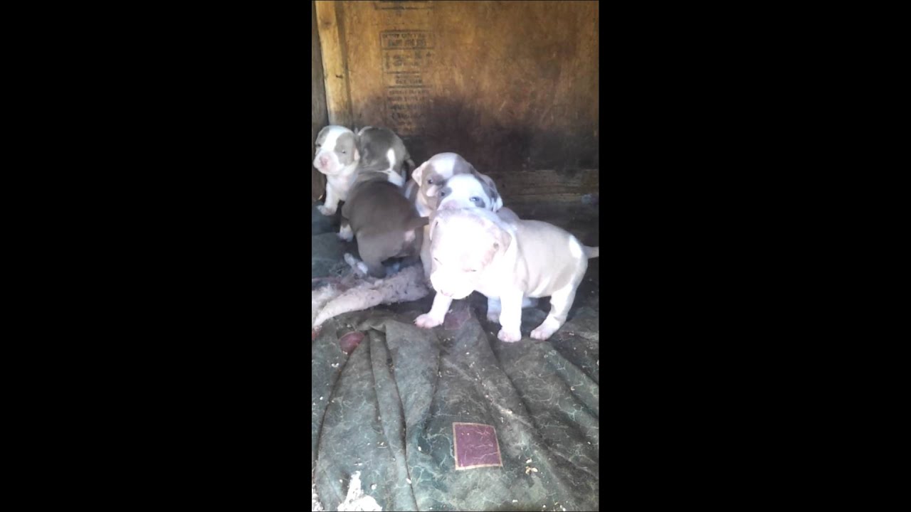 puppies for sale in amarillo tx adba reg pitbull puppies for sale amarillo tx puppies for sale in amarillo tx adba reg pitbull puppies for sale amarillo tx