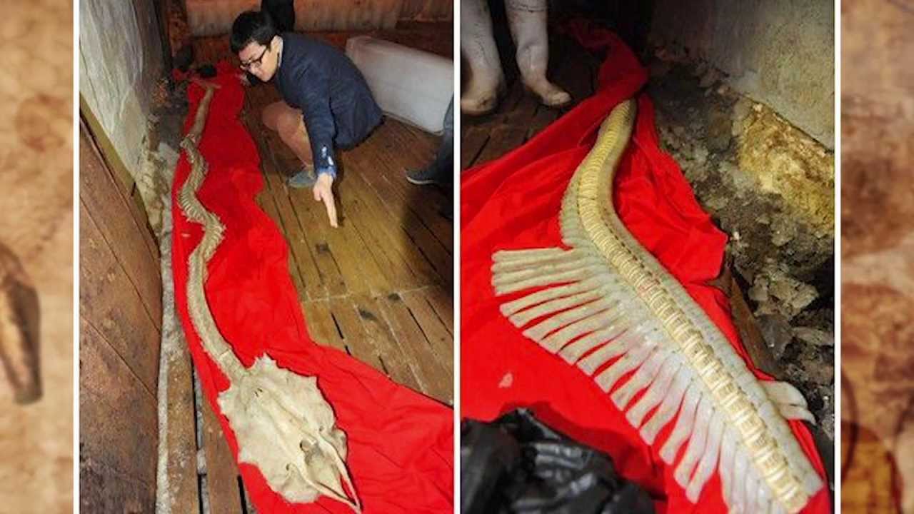 REAL GIANT DRAGON BONES DISCOVERED!! - YouTube