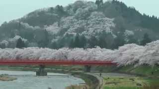 2014年4月30日　角館の桜開花状況-11