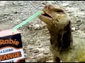 lizard drinking juice
