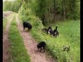 le val de l'enchanteur