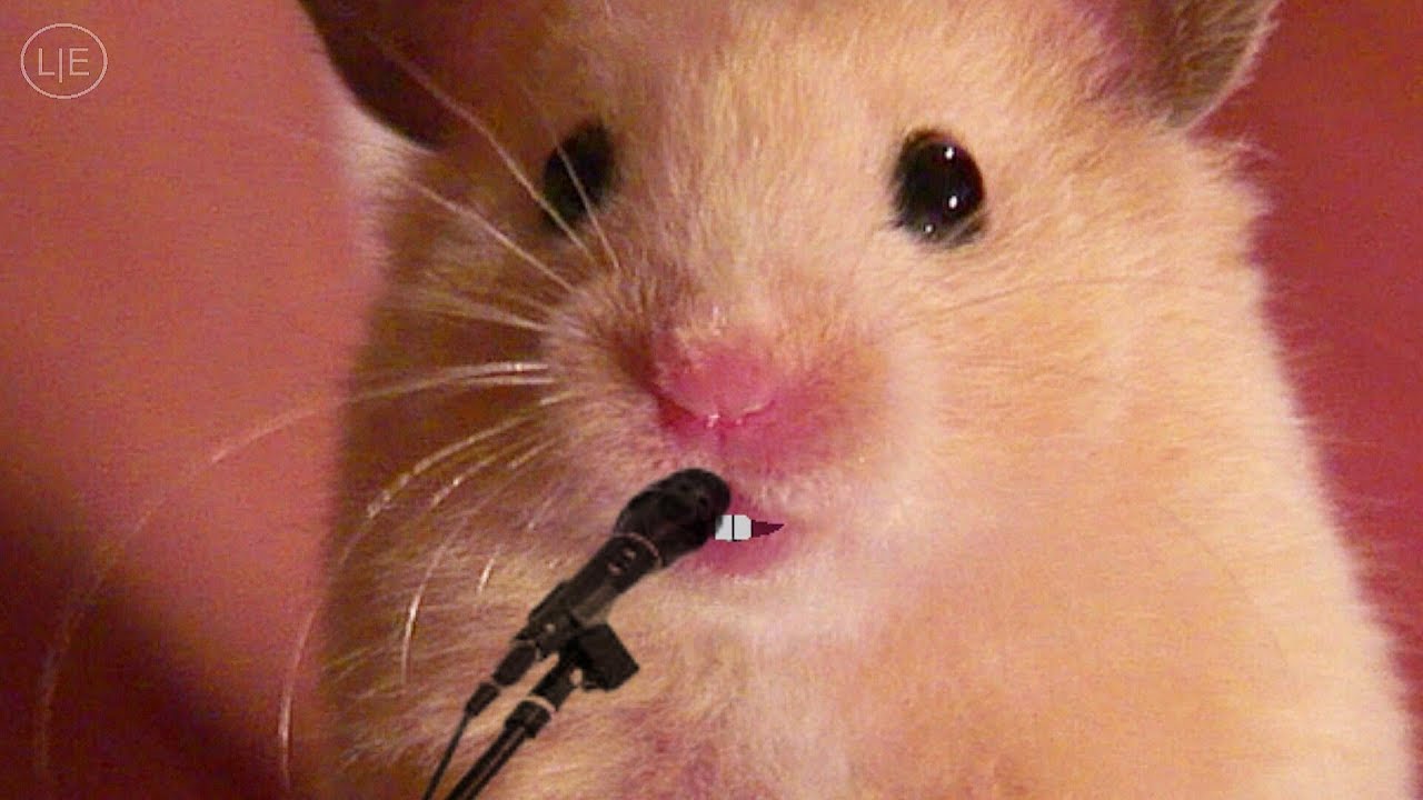 mrs emma the hamster singing youtube mrs emma the hamster singing youtube