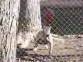 Circus dog, self-made... Circus dog, self-made...