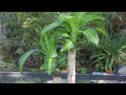 Indoor Corn Plant Care Instructions : Garden Space - YouTube