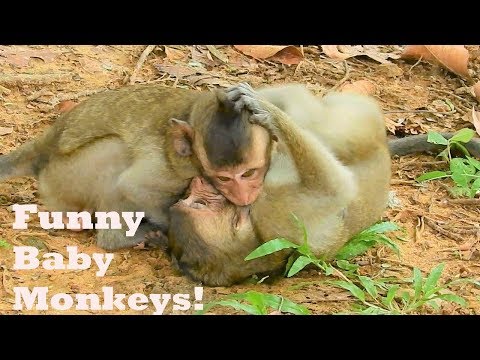 Wonderful Baby Monkey David Playing & Funny Fighting With Friends