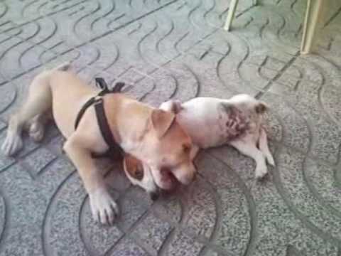 american staff,pitbull,am'staff - YouTube american staff,pitbull,am'staff - YouTube