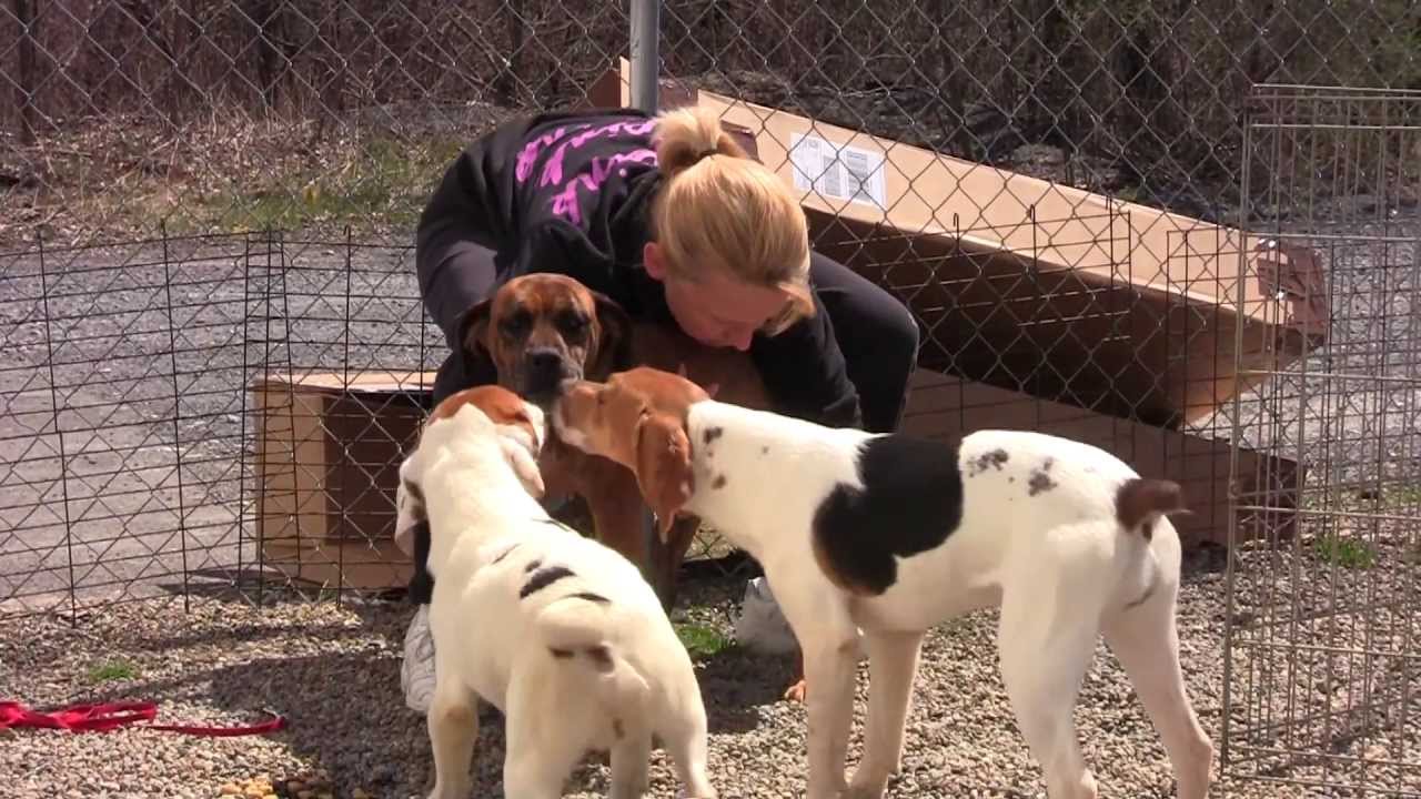 Free to Be Me Puppy Mill Rescue Dogs Now Thriving! YouTube