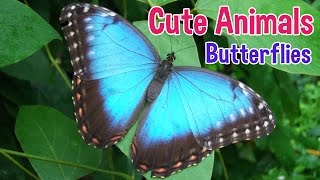 how do butterflies have babies