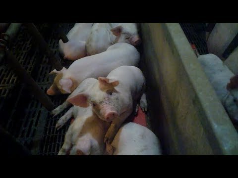Extreme Animal Abuse Uncovered at JBS Pork Supplier
