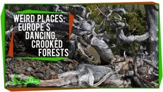 Weird Places: Europe's Dancing, Crooked Forests