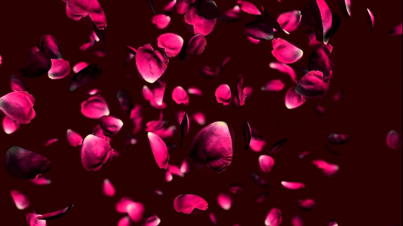 Free wedding falling rose petals animation background. - YouTube