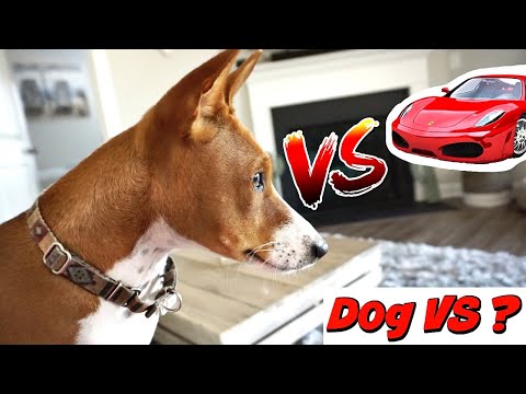 Funny Basenji Dog VS Racing Car Gone Wrong
