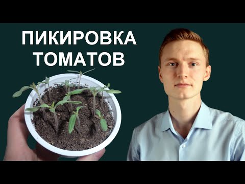 Капуста «московская поздняя описание и характеристики сорта Выращивание цветной капусты. Выращивание рассады цветной