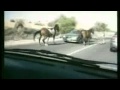 Vidéo Insolite : Cheval vs voiture
