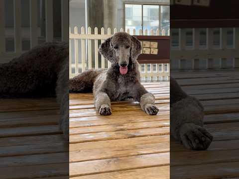 那須どうぶつ王国のふれあいドッグパークでソフィーちゃんとの交流を楽しもう サムネイル