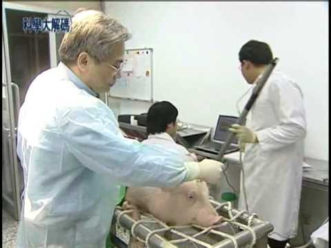 2. 豬隻人道屠宰 - YouTube pic