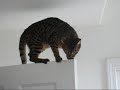 Bengal Cat Agility