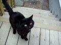 Feral Cat Behaviour