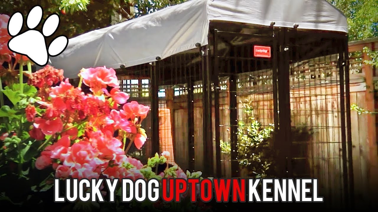 Lucky Dog Kennels YouTube
