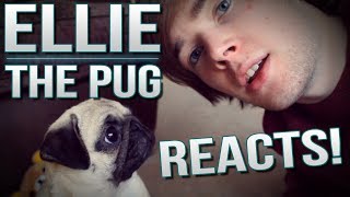 ELLIE THE PUG REACTS.. | TDM Vlogs Episode 26