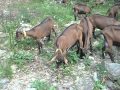paturage des chevres de la chevrerie du bois de rame a lamelouze 30110